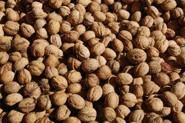 Τα πολύτιμα καρύδια του βουνού