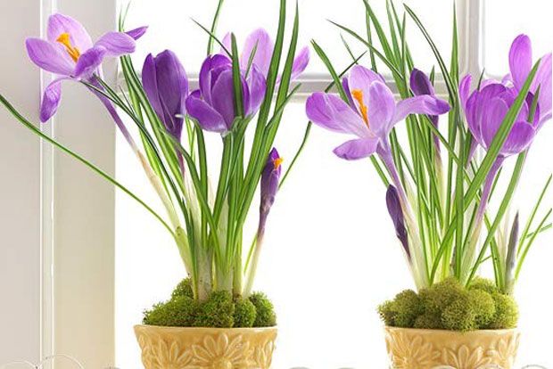 Τα πράσινα φίλτρα μου