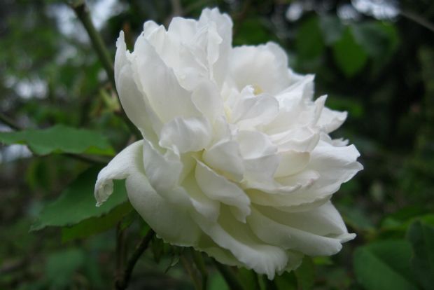 Τα πρώτα τριαντάφυλλα της άνοιξης