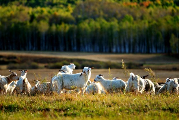 Τα βοσκοτόπια είναι ο πλούτος