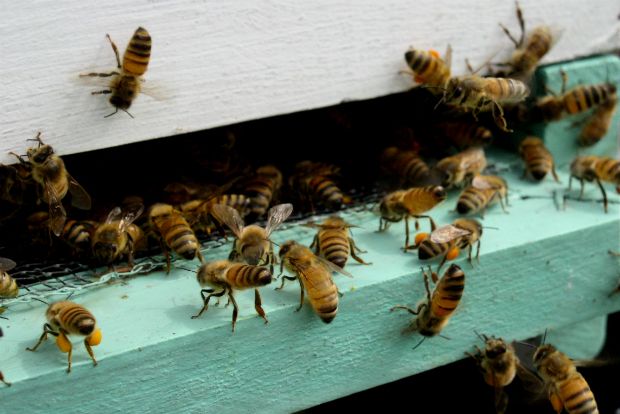 Όταν μας τσιμπούν οι μέλισσες