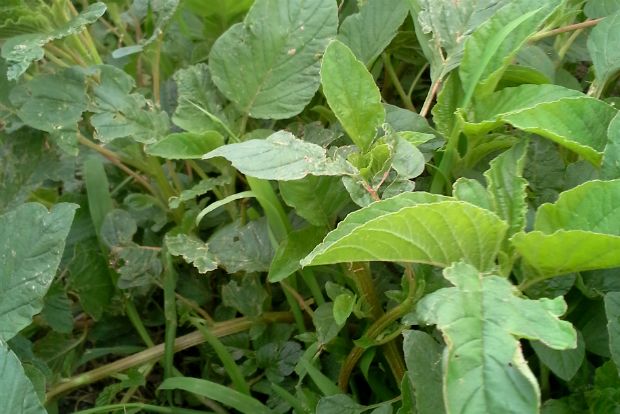 Τεστ IQ για βλίτα