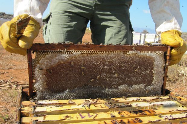 Θυμαρίσιο μέλι: το νέκταρ των ανθρώπων!