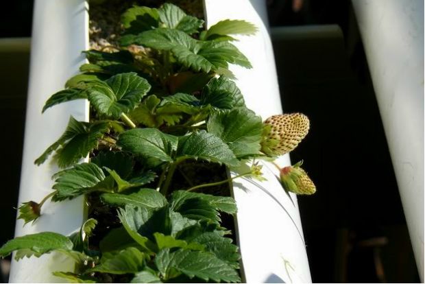 Τι ακριβώς είναι η υδροπονία;