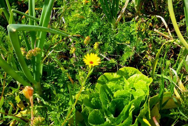 Τι ανθίζει στο μποστάνι τώρα;