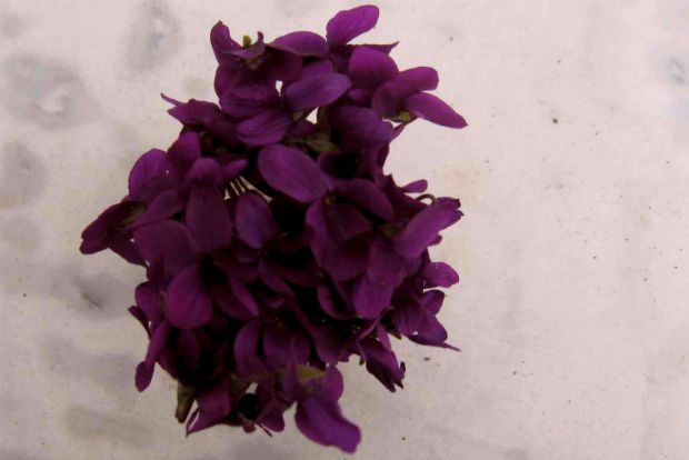 Τι απέγιναν οι μενεξέδες;