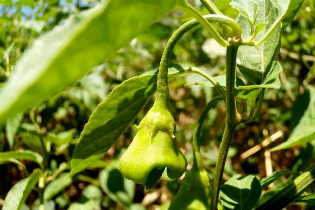 Τι φυτρώνει στο μποστάνι του Νοέμβρη;