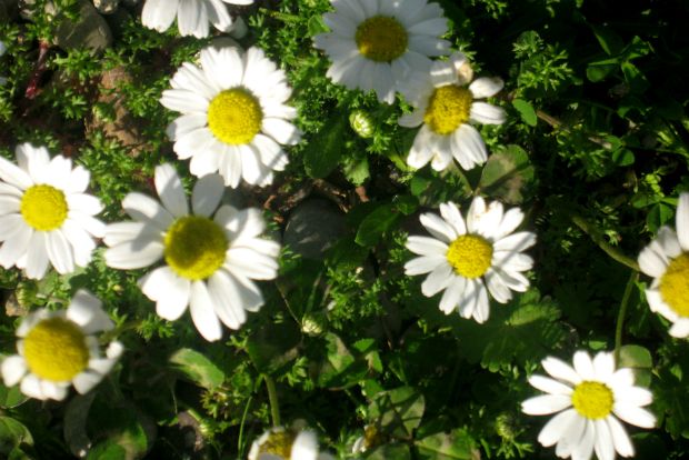 Τι μαδάει ο Βαλεντίνος;