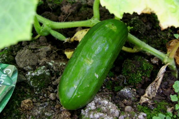 Τι να σπείρω τον Απρίλη;