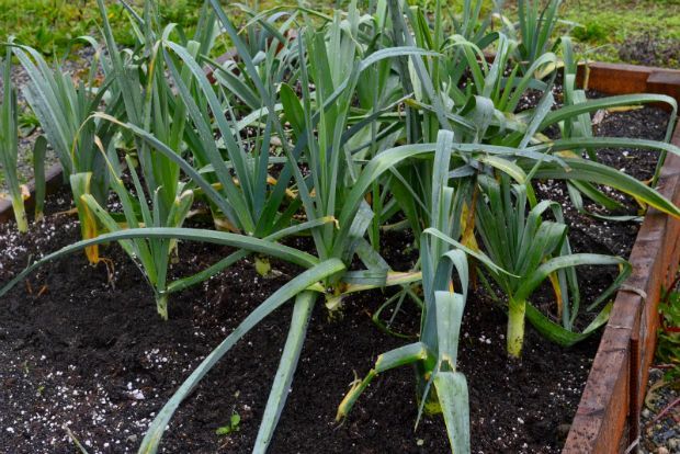 Τι σπέρνουμε στο μποστάνι τον Φλεβάρη;