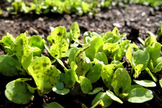 Τι σπέρνουμε τον Δεκέμβρη;