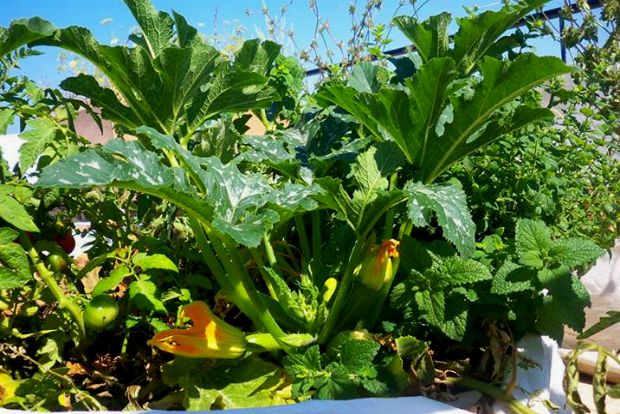 Τι συμβαίνει στο μποστάνι τώρα;