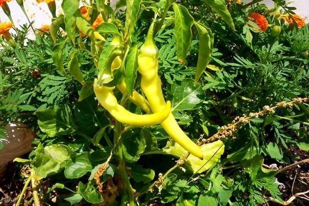 Τι συμβαίνει στο μποστάνι του Σεπτέμβρη;