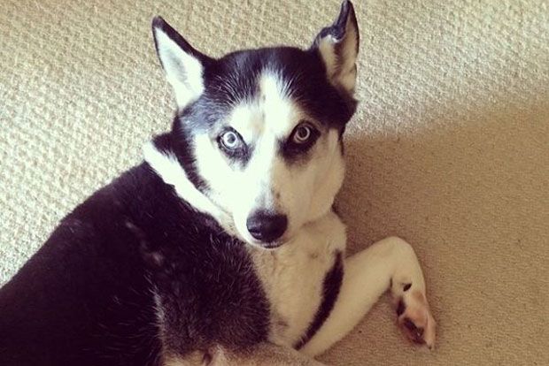 Τι τρέχει τώρα με τη λύσσα;