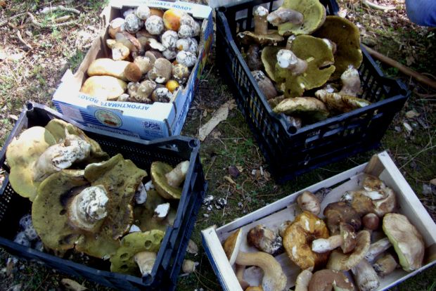 Τηγάνισέ μου δυο νερατζάκια