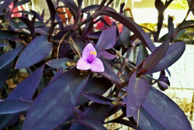 Τηλέγραφος, ο καλόβολος