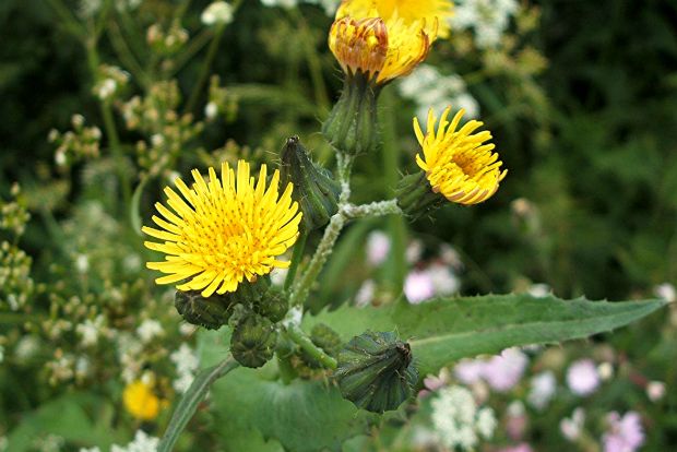 Της εποχής: ζοχοί