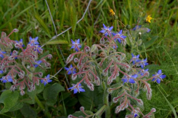 Της Σαρακοστής: άγρια χόρτα με ταραμά
