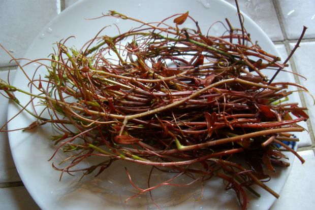 Το αγκάθι του Τούρκου