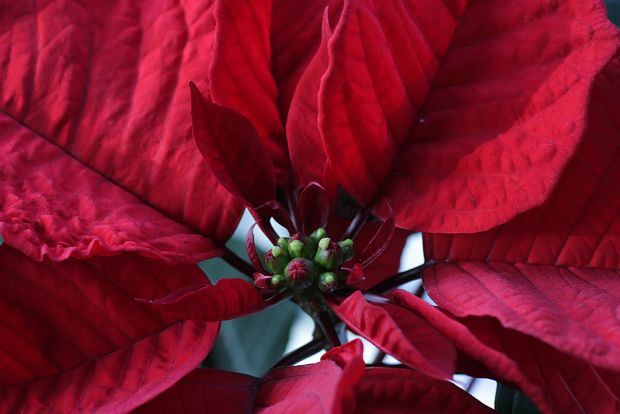 Το Αλεξανδρινό αρρώστησε κιόλας;