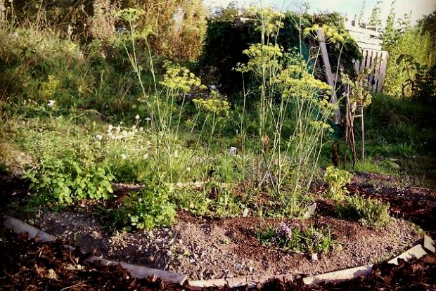 Το χωραφάκι μου στο Μπράιτον