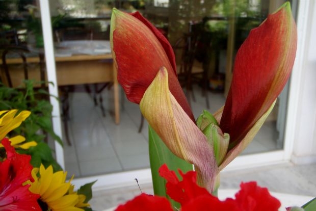 Το δεκαήμερο της αμαρυλλίδας