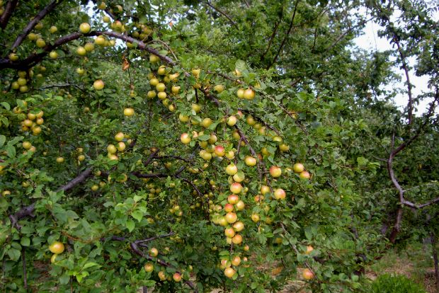 Το φρούτο των «ψαγμένων»: τζάνερα