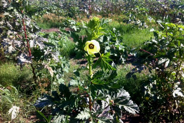 Το μάζεμα της μπάμιας