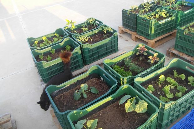 Το μποστάνι στην ταράτσα: έτοιμο!