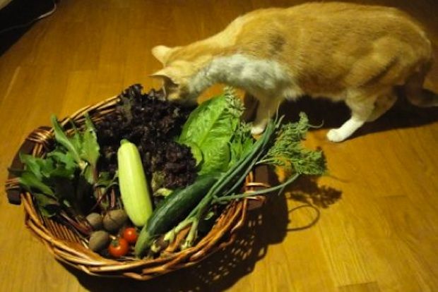 Το μποστάνι στην ταράτσα: μετά την καταστροφή