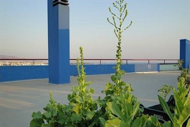 Το μποστάνι στην ταράτσα: τα λάθη