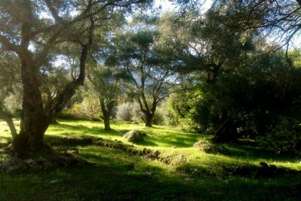 Το πράσινο του Δεκεμβρίου