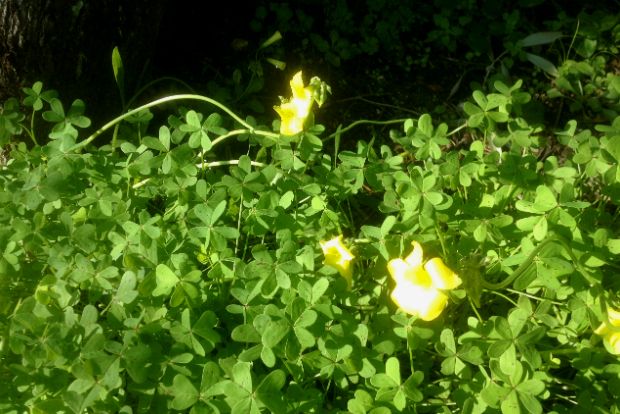 Το ξεβοτάνισμα και άλλες ασχολίες