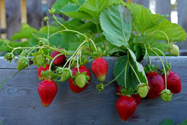 Το ξύπνημα της φράουλας