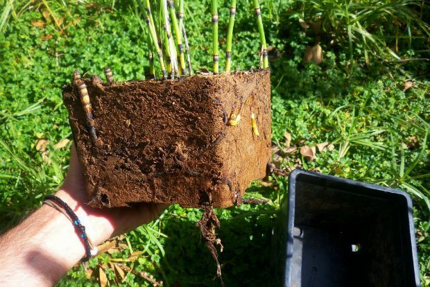 Τώρα πολλαπλασιάζουμε τα ριζωματώδη