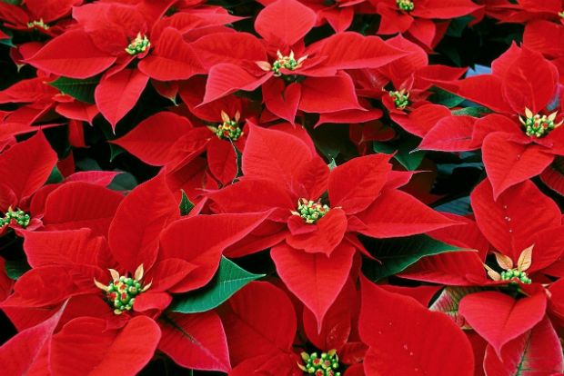 Του Αλεξανδρινού τα μυστικά