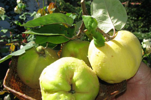 Του κουταλιού: γλυκό κυδώνι βήμα-βήμα