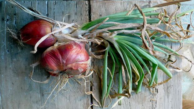 Του κρεμμυδιού τα φύλλα