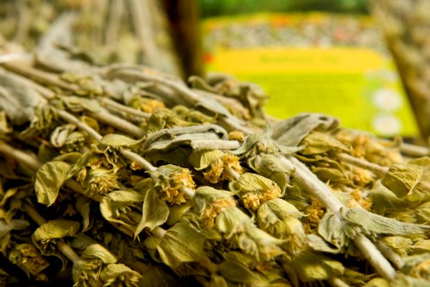 Του βουνού και της ελπίδας