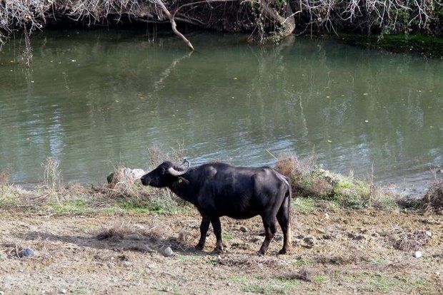 Του βουβαλιού το γάλα, το υπέροχο