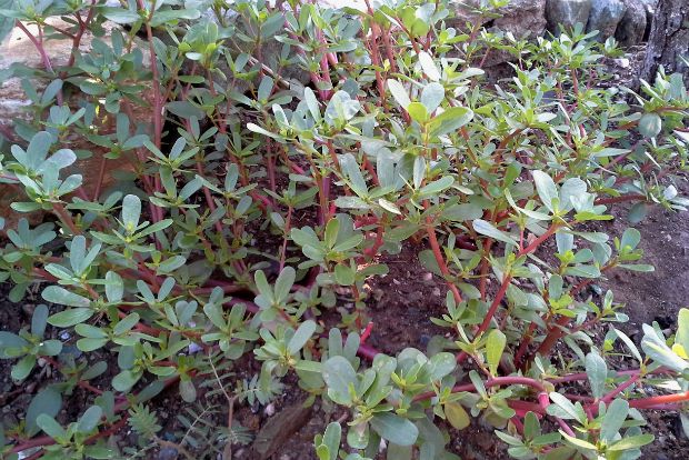 Τρέβλες, οι φτωχούλες του μπαξέ