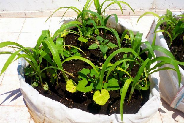 Τρία αδέλφια: καλαμπόκι, φασόλι, κολοκύθι