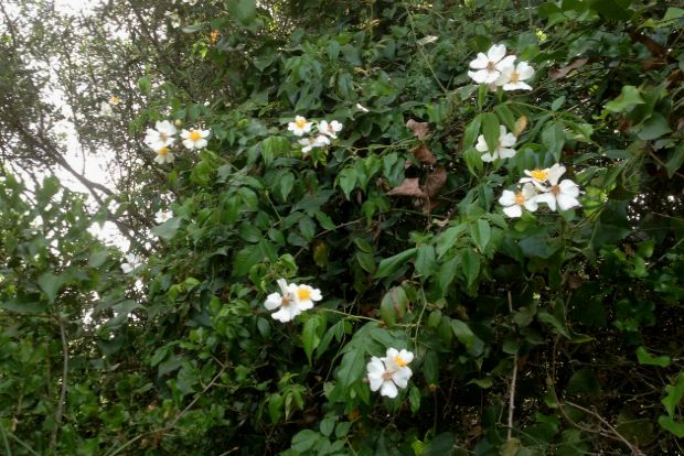 Τριαντάφυλλα στα λιόδεντρα