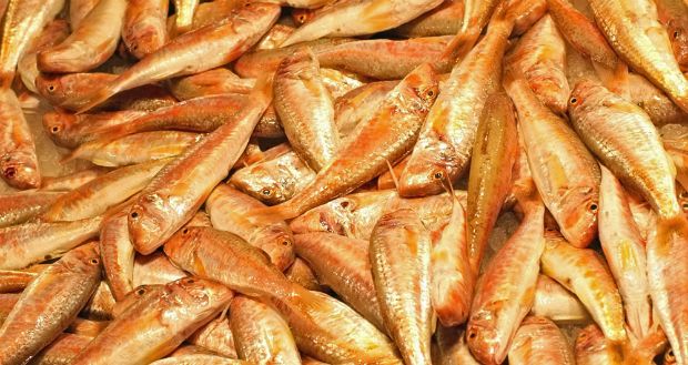 Τρίγλη ή Μπαρμπούνι: μια γαστρονομική περιήγηση