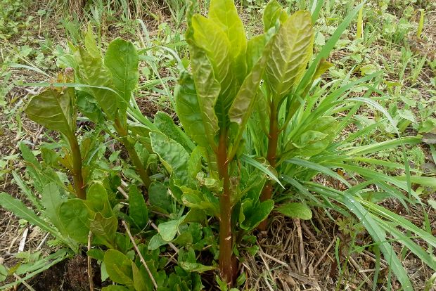 Τρώμε αμερικάνες αλλά με προσοχή!