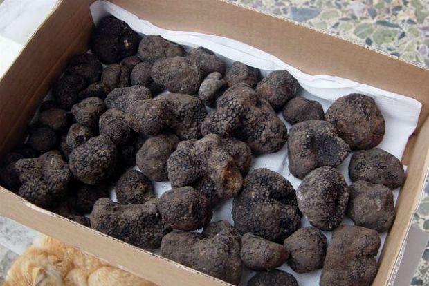 Τρούφες Πιερίας: στα ίχνη του θησαυρού