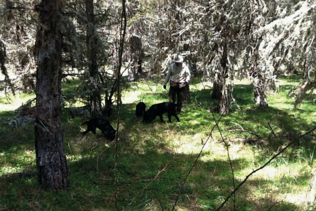 Τρούφες πολύτιμες, ελληνικές