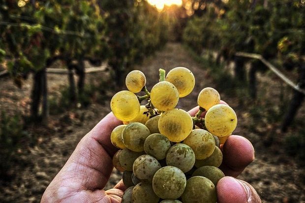 Τρύγος 2023 σε πρώτο πρόσωπο