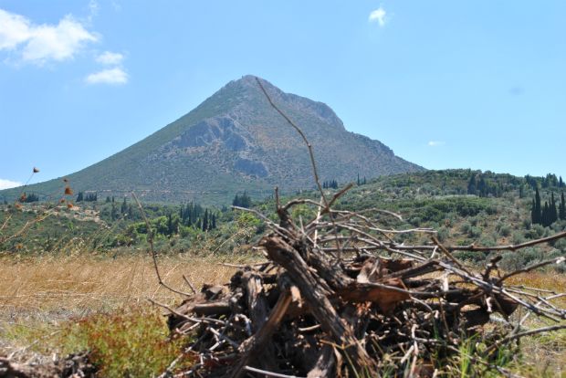 Τρύγος: Ασύρτικο στις Μυκήνες