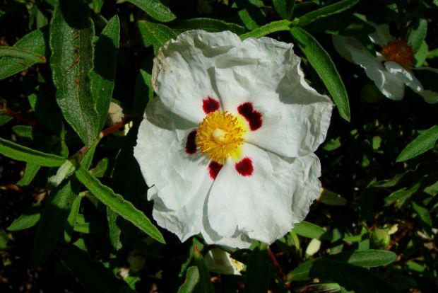 Τσαλακωμένα, μεσογειακά, πανέμορφα